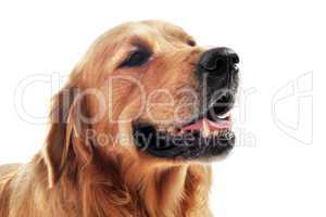 golden retriever