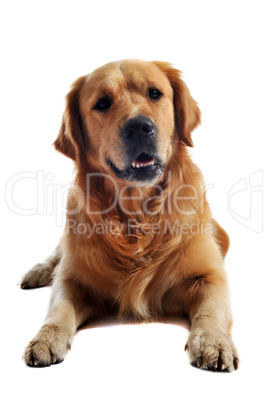 golden retriever