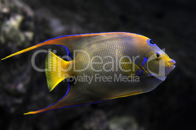 Queen Angelfish