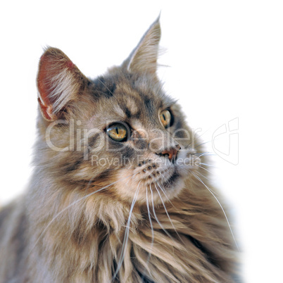 maine coon