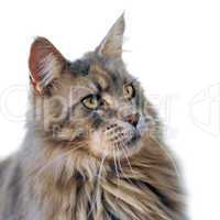 maine coon