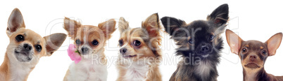 group of  chihuahua