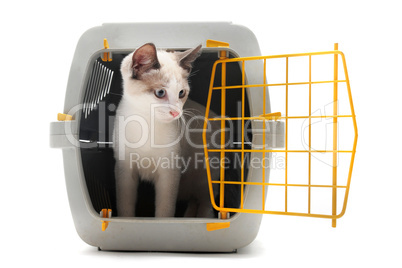 kitten in pet carrier