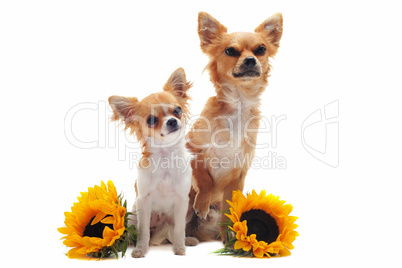 chihuahuas and sunflowers