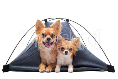 puppy and adult chihuahuas in tent