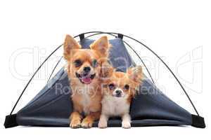 puppy and adult chihuahuas in tent