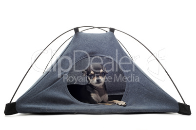 puppy chihuahua in tent