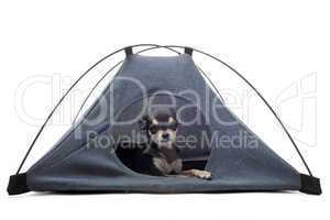 puppy chihuahua in tent