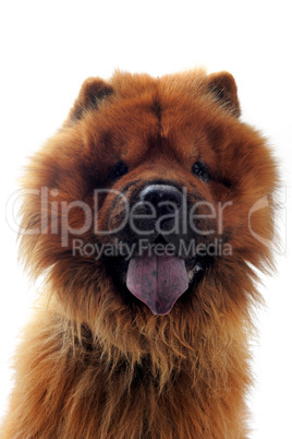 chow-chow