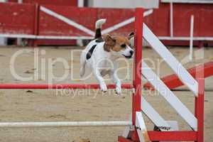 beagle in agility