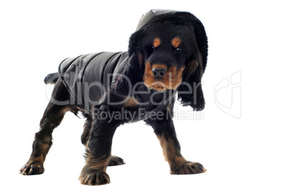 dressed cocker spaniel