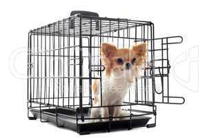 chihuahua in kennel