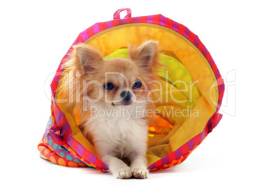 chihuahua in a colorful bed