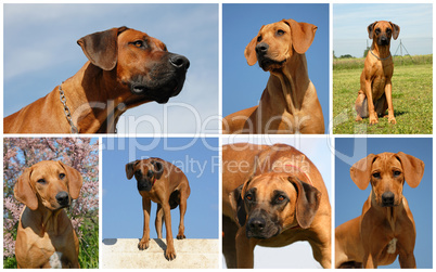 rhodesian ridgeback