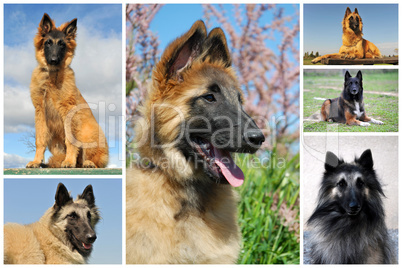 belgian shepherd tervueren