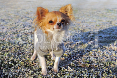 dressed chihuahua in winter
