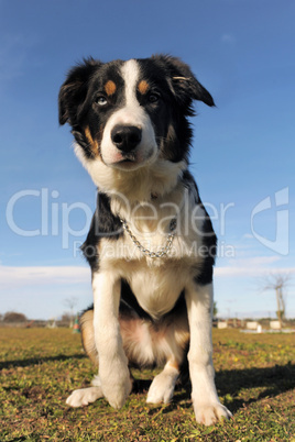 border collie