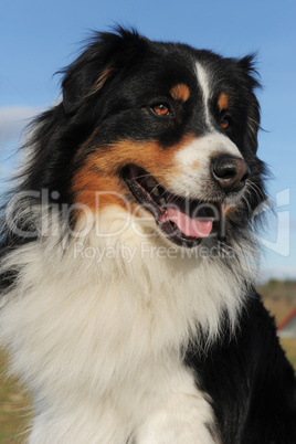 australian shepherd