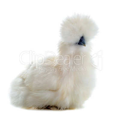 young Silkie