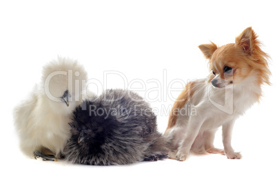 young Silkies and chihuahua