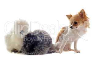 young Silkies and chihuahua