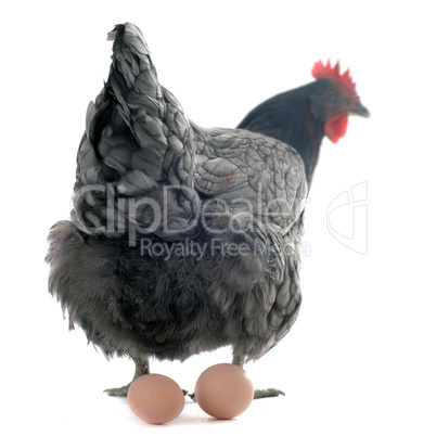 chicken and eggs
