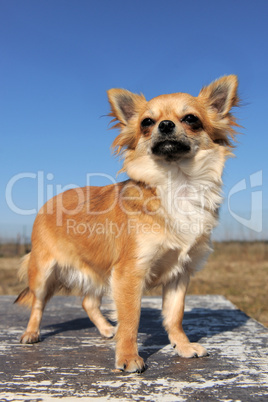 female chihuahua