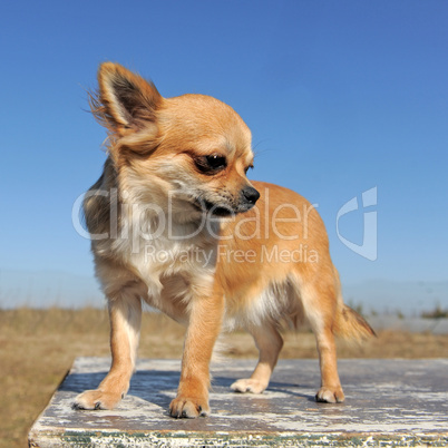 brown chihuahua