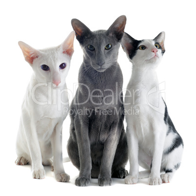 three oriental cats