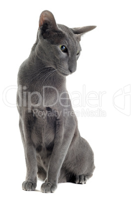 gray oriental cat