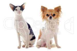 oriental cat and chihuahua