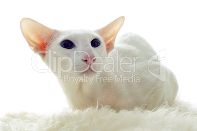 white oriental cat