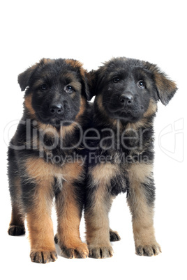 puppies german shepherd