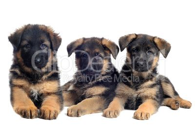 puppies german shepherds