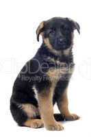 puppy german shepherd