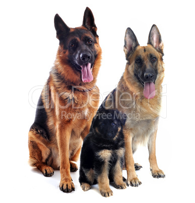 german shepherds and puppy