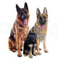 german shepherds and puppy