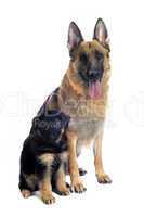 german shepherd and puppy