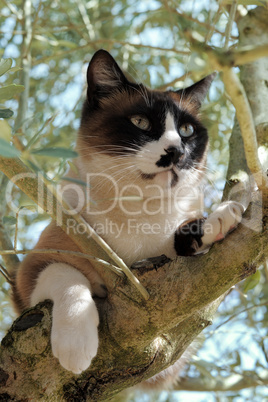 Siamese Cat in a tree