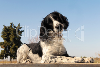 springer spaniel