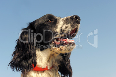 springer spaniel