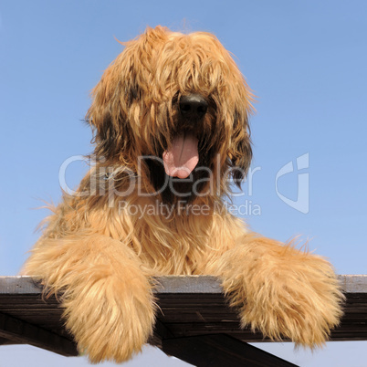 briard, french shepherd