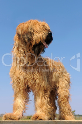 briard, french shepherd