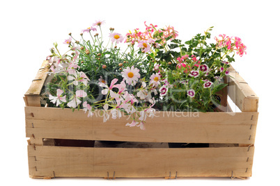 flowers in a crate