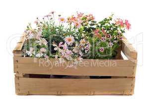 flowers in a crate