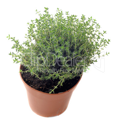 thyme in pot isolated