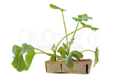 zucchini seedling