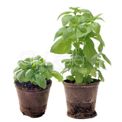 basil in pots isolated