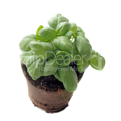 basil in pot isolated