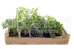 Tomatoes seedling